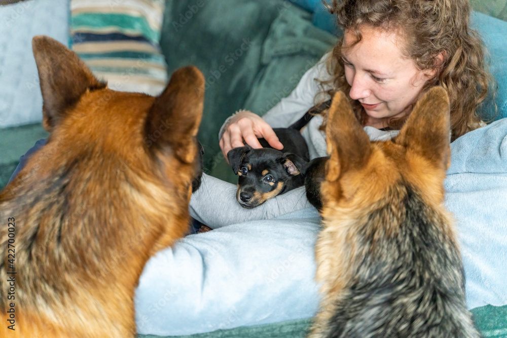 Obraz premium Young woman is sitting on the sofa with her little Jack Russell Terrier puppy in her arms. Two out of focus German Shepherds are looking curiously at the puppy. Selective focus