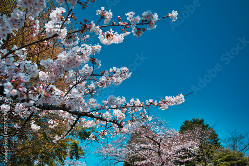 青山の桜