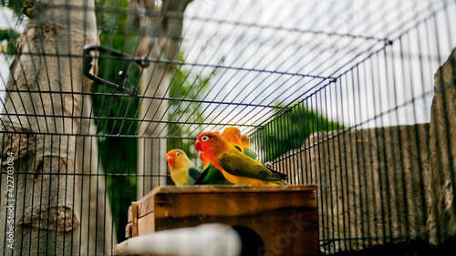 Canvastavla Parakeets in cage