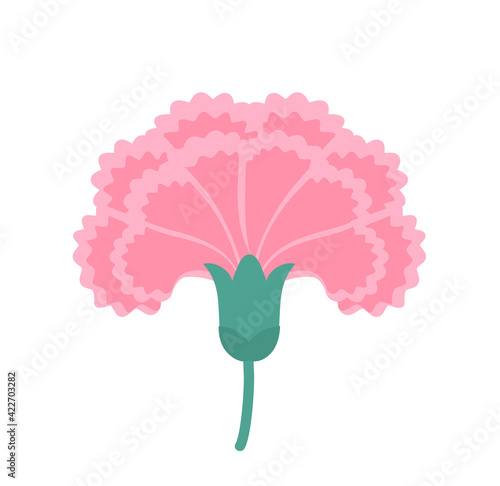 pink carnation flower vector illustration