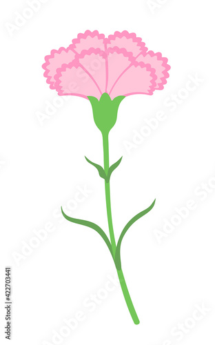 pink carnation flower vector illustration