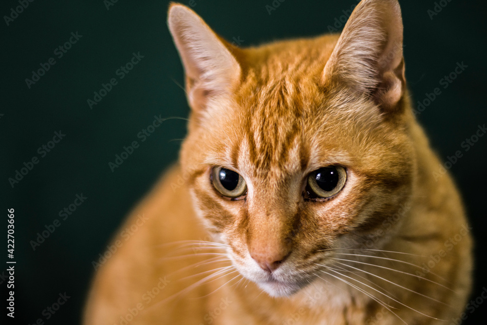 Gato rojo mirando seriamente. Gato frente fondo verde. retrato felino