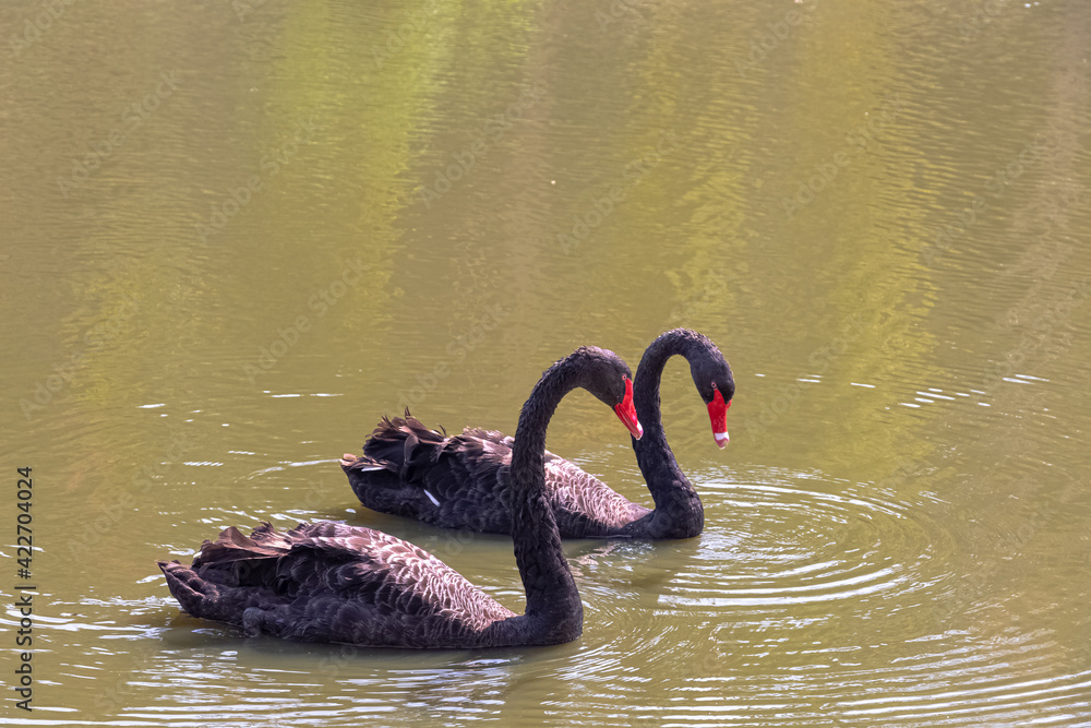 Fototapeta premium cisne, negro, ave, acuático, lago, cisne negro, animal, pico, naturaleza, charcas, hermoso, cisne, rojo, nadar, ave, emplumar, cuello, emplumar, natación, inhospitalario, río, australia, beldad, fauna