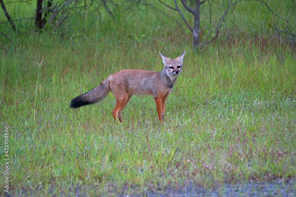 Bengal fox, Vulpes bengalensis,, Khandala, Satara, Maharashtra, India Bengal fox, Vulpes bengalensis,, Khandala, Satara, Maharashtra, India