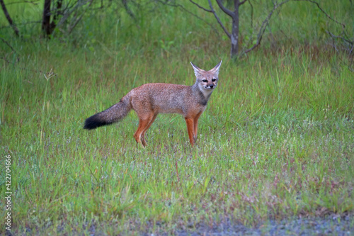 Bengal fox, Vulpes bengalensis,, Khandala, Satara, Maharashtra, India photo