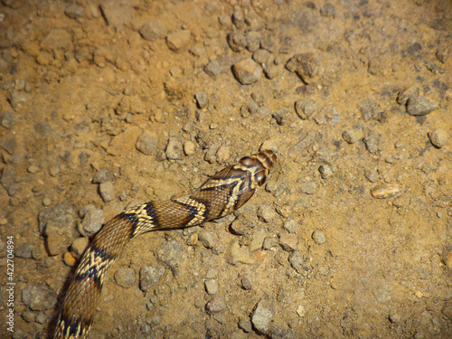 Head of Gunther racer   Coluber gracilis  Satara  Maharashtra  India. Rarely seen snake found in dry parts of western India.