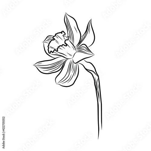 Hand drawing and sketch narcissus flower. line art illustration.