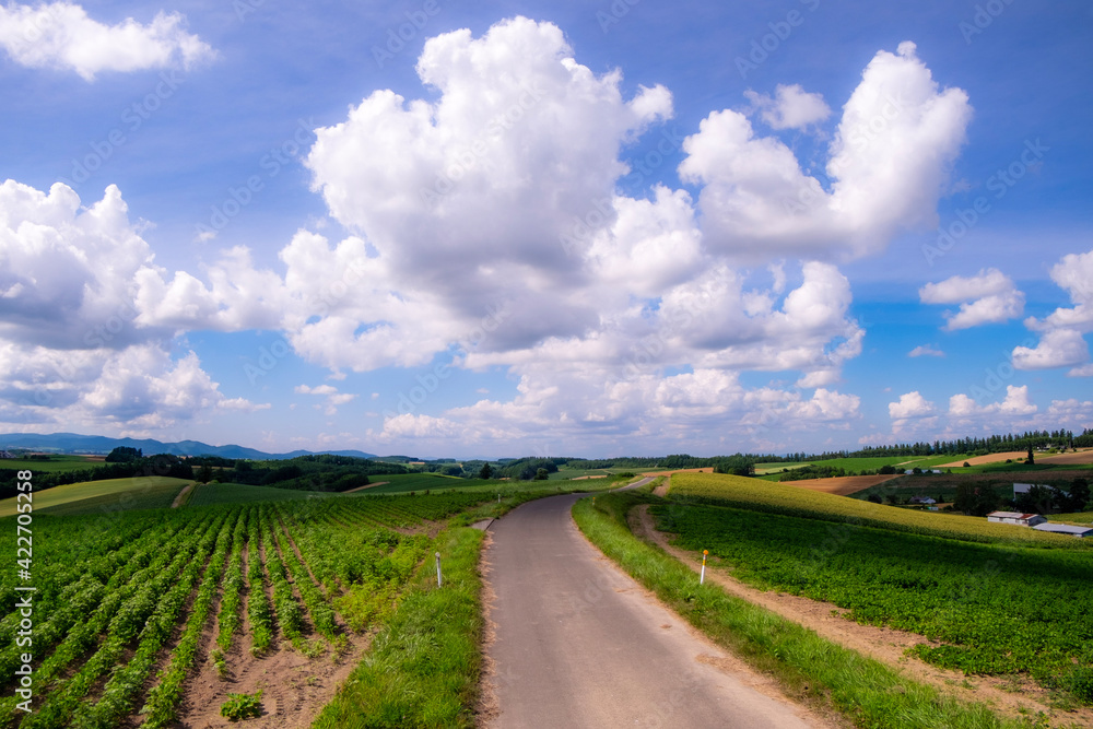 夏の美瑛の丘と青空の風景