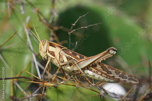 Migratory Grasshopper, Locusta migratoria, Satara, Maharashtra, India