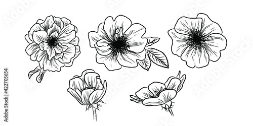 Wild rose flowers drawing and sketch with line-art on white backgrounds. 