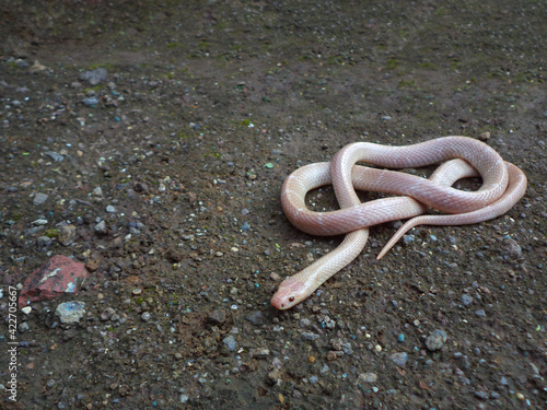 Albino common krait, Bungarus caeruleus, Karnataka, India photo