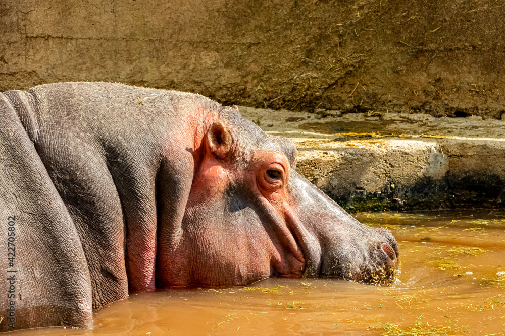 hipopotamos, hippopotamus amphibius, animal, mamífero, fauna, zoo, inhospitalario, acuático, safari, naturaleza, abultado, gorda, sueño, grande, río, peligrosa, acuatica, boca, animal, herbívoro, admi hipopotamos, hippopotamus amphibius, animal, mamífero, fauna, zoo, inhospitalario, acuático, safari, naturaleza, abultado, gorda, sueño, grande, río, peligrosa, acuatica, boca, animal, herbívoro, admi