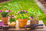 Potted flower, plants and herbs in garden or balcony