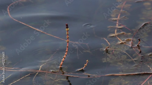  Myriophyllum spicatum (Eurasian watermilfoil) in the marsh, flowering above the surface photo