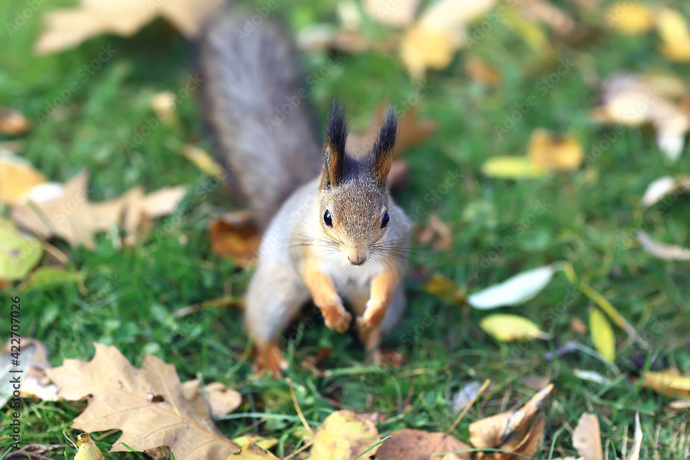 squirrel in autumn forest, wildlife animal portrait squirrel in autumn forest, wildlife animal portrait