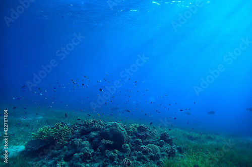 underwater scene / coral reef, world ocean wildlife landscape