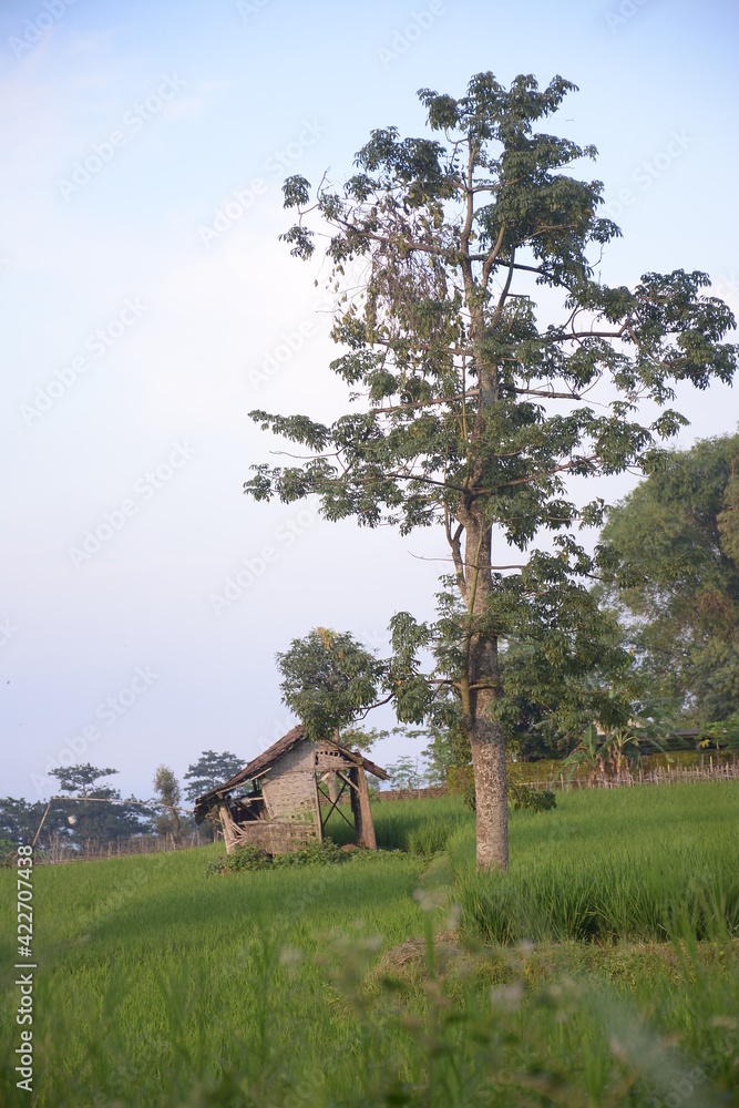 views of rice fields, shack houses and tall trees in the afternoon. views of rice fields, shack houses and tall trees in the afternoon.