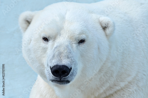 polar bear portrait
