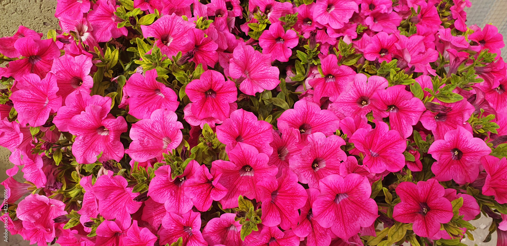 Pink Petunia flowers. Panorama. Pink Petunia flowers. Panorama.