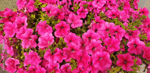 Fototapeta Naklejka Na Ścianę i Meble -  Pink Petunia flowers. Panorama.