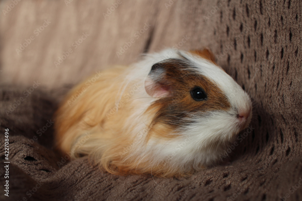 cute guinea pig fluffy baby rodent pets longhair cute guinea pig fluffy baby rodent pets longhair