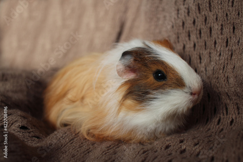 cute guinea pig fluffy baby rodent pets longhair