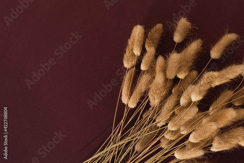 Rabbit bunny tail grass plant bouquet on burgundy background. photo