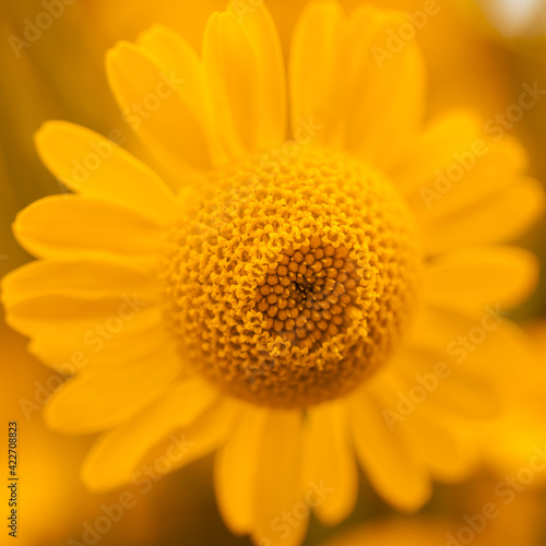 Gelbe Blüte der Färberkamille ( Anthemis )