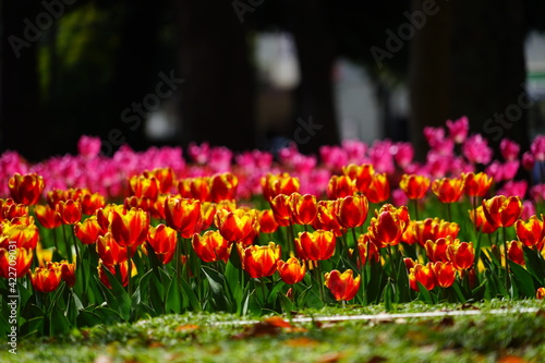 Wallpaper Mural チューリップ Torontodigital.ca