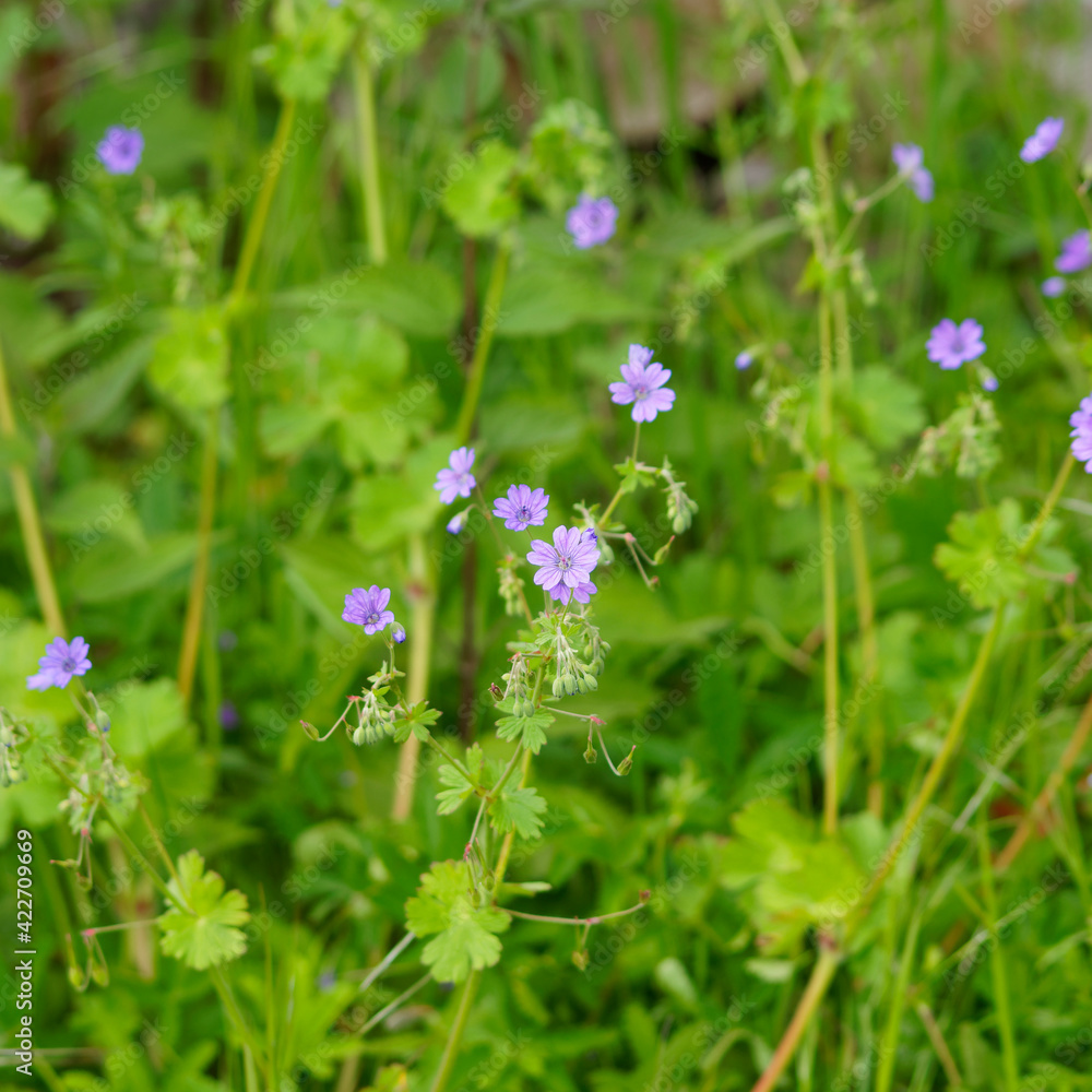 Geranium molle | Géranium mou ou géranium à feuilles molles alternes, arrondies, palmées et lobées et petites fleurs à pétales bilobées rose purpurine à pourpre clair Geranium molle | Géranium mou ou géranium à feuilles molles alternes, arrondies, palmées et lobées et petites fleurs à pétales bilobées rose purpurine à pourpre clair