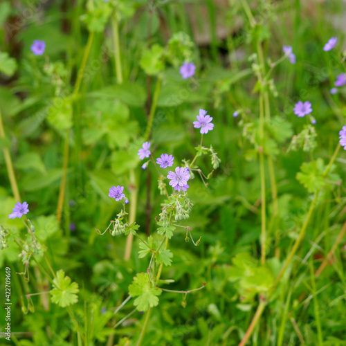 Fotografía Geranium molle | Géranium mou ou géranium à feuilles molles alternes, arrondies,