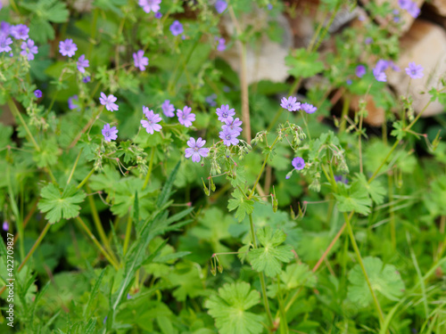 Фотография Geranium molle | Géranium mou ou géranium à feuilles molles alternes, arrondies,