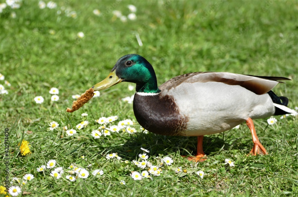 Cute duck eating bread on the meadow Cute duck eating bread on the meadow