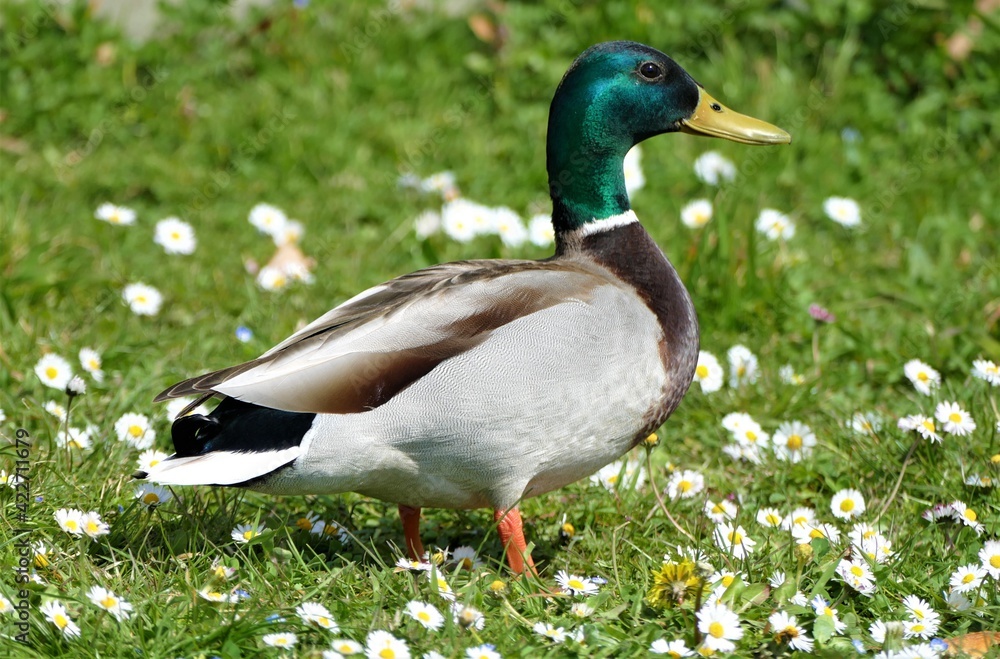 Cute duck standing in the meadow with daisy flower Cute duck standing in the meadow with daisy flower