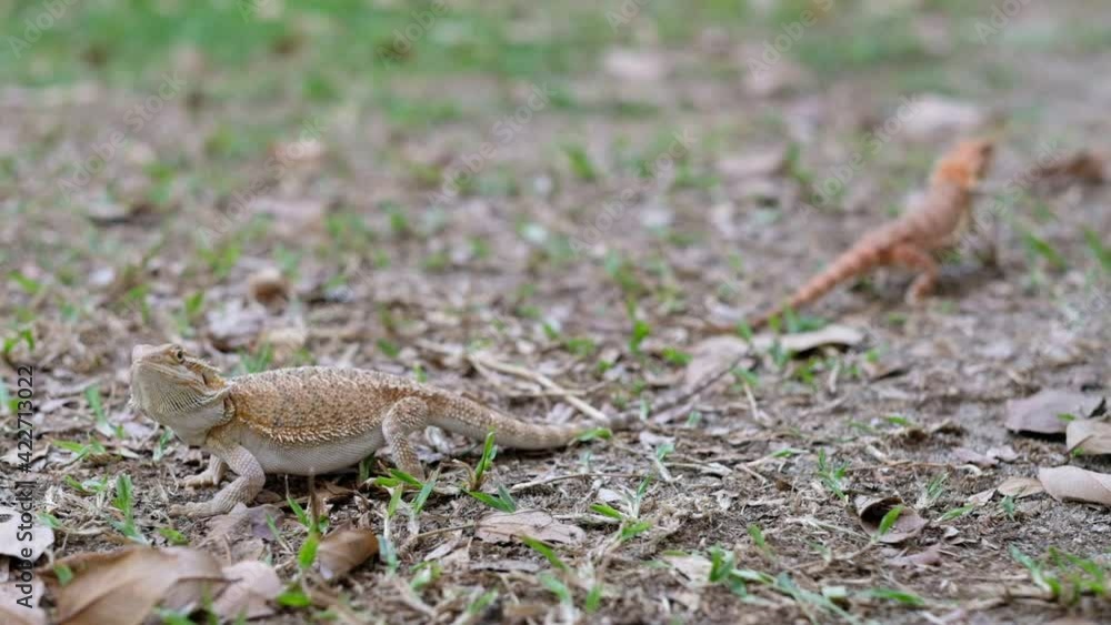 bearded dragon on ground with blur background
bearded dragon on ground with blur background