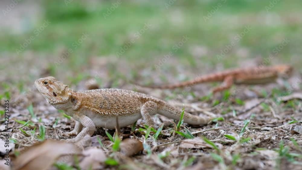 bearded dragon on ground with blur background
bearded dragon on ground with blur background
