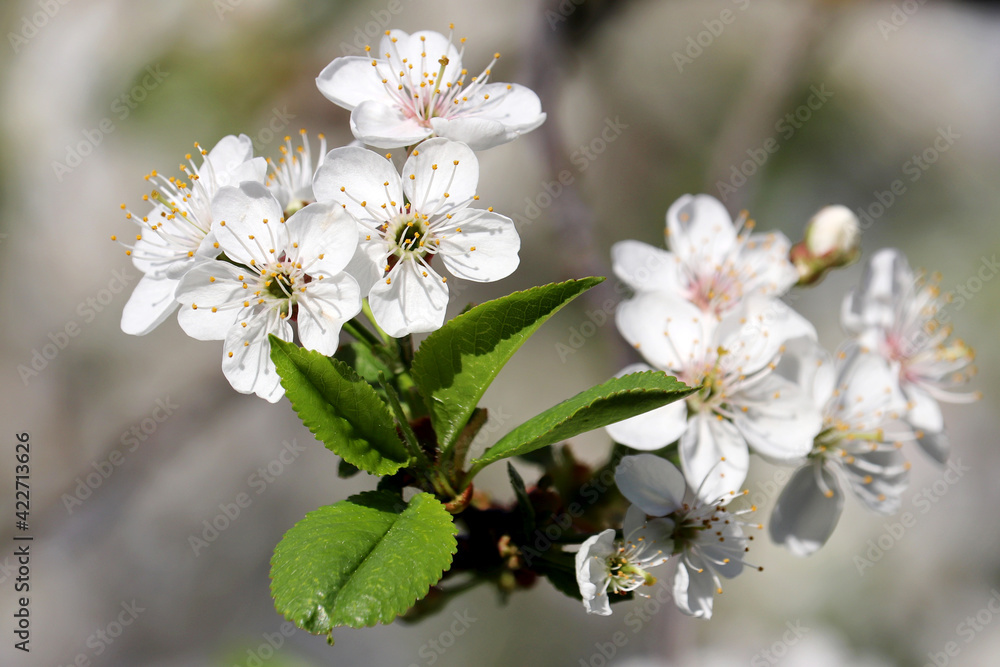 Cherry blossom in spring garden. White sakura flowers on a branch Cherry blossom in spring garden. White sakura flowers on a branch