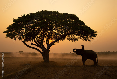 Portrait of Elephant and mahout in the forest against sunrise.