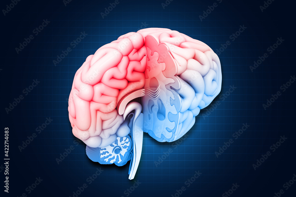 Human brain cross section.3d illustration Stock Illustration | Adobe Stock