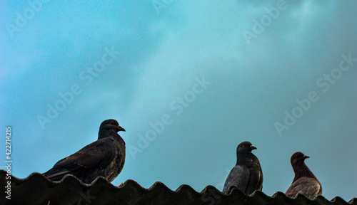 The Three Pigeon on The Roof