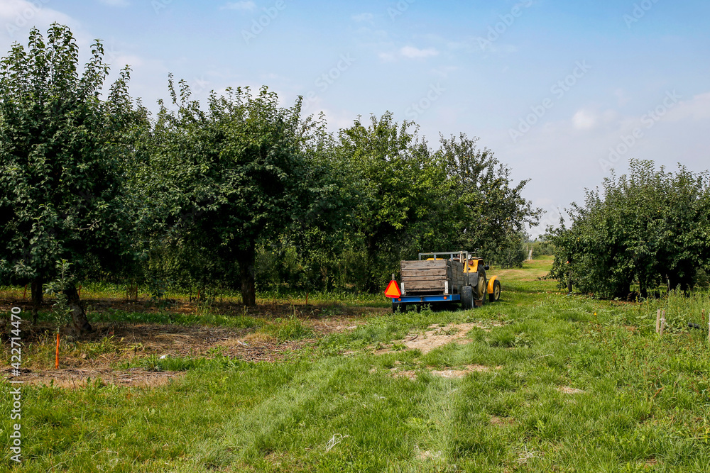 old tractor with trailer in apple fruit orchard old tractor with trailer in apple fruit orchard