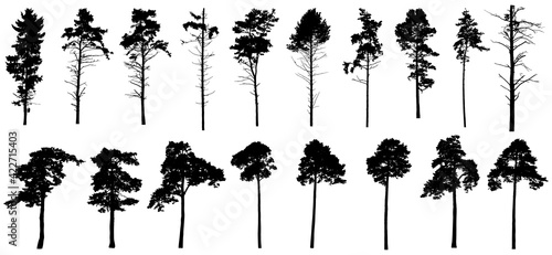 Pine trees silhouette isolated, set. Coniferous forest. Vector illustration.