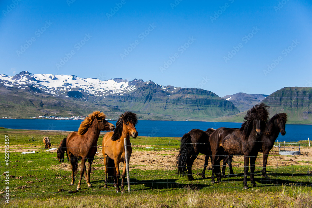 Summer landscape and horses in Southern Iceland, Europe