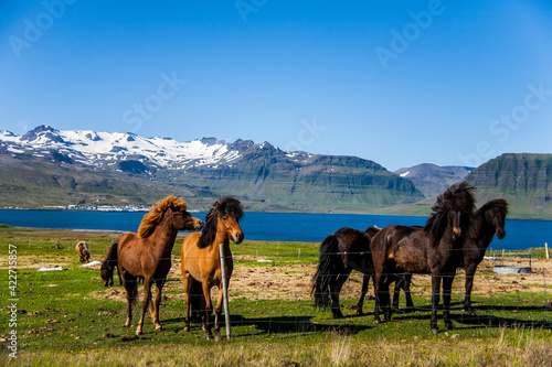 Summer landscape and horses in Southern Iceland  Europe