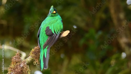Resplendent Quetzal - Pharomachrus mocinno bird in the trogon family, well known for colorful plumage, long tail and eating wild avocado, green and red. Colorful bird sits on the tree or fly away 