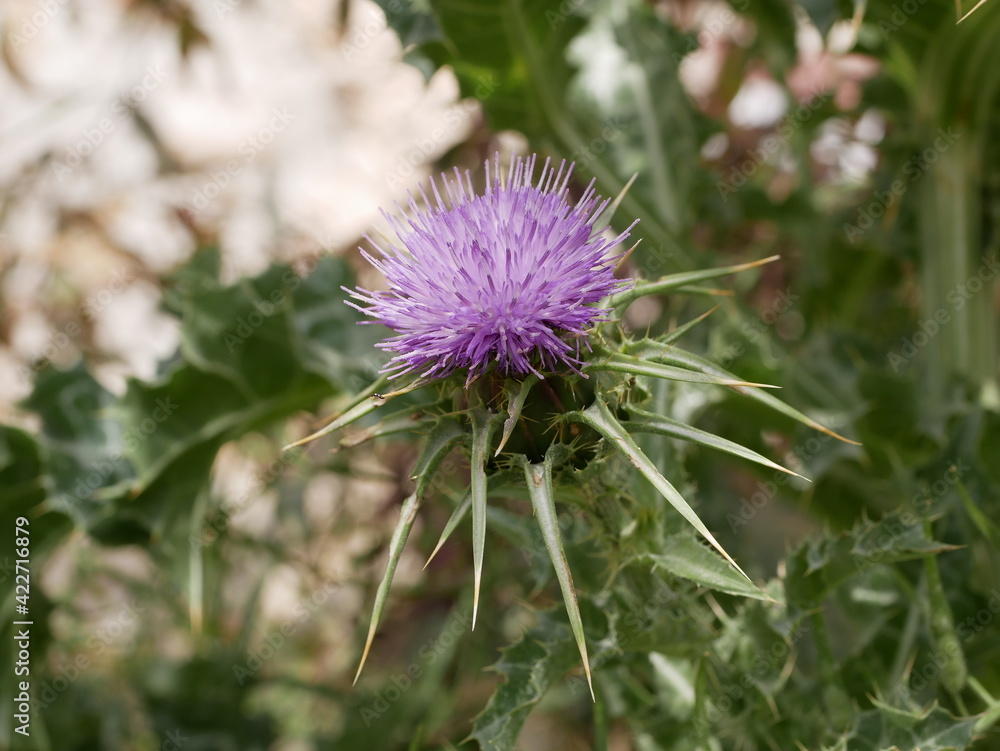 Thistle blooms on a sunny summer day in a meadow. A perennial plant with large spines, used in folk medicine. Raw materials for traditional medicine Thistle blooms on a sunny summer day in a meadow. A perennial plant with large spines, used in folk medicine. Raw materials for traditional medicine