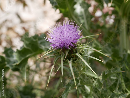 Thistle blooms on a sunny summer day in a meadow. A perennial plant with large spines, used in folk medicine. Raw materials for traditional medicine