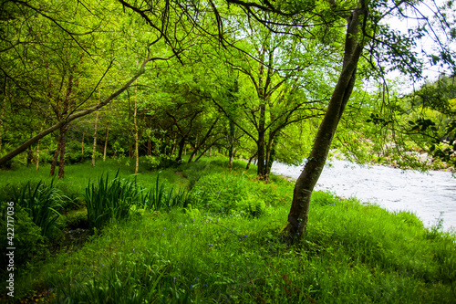 Spring landscape in the forests of Ireland