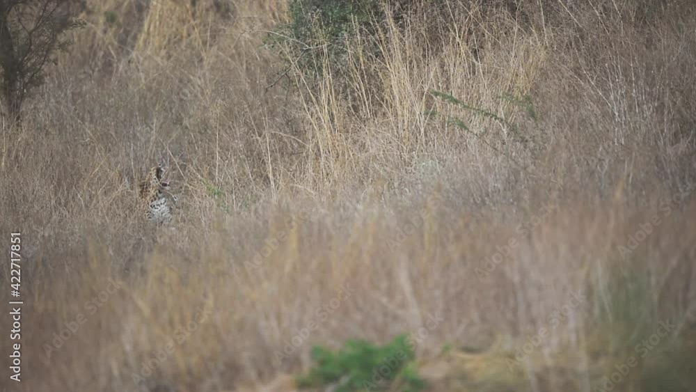 wide shot of Wild male leopard or panther camouflage in tall grass with an eye contact at forest of central india - panthera pardus fusca wide shot of Wild male leopard or panther camouflage in tall grass with an eye contact at forest of central india - panthera pardus fusca