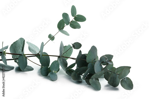 Beautiful eucalyptus branch isolated on white background